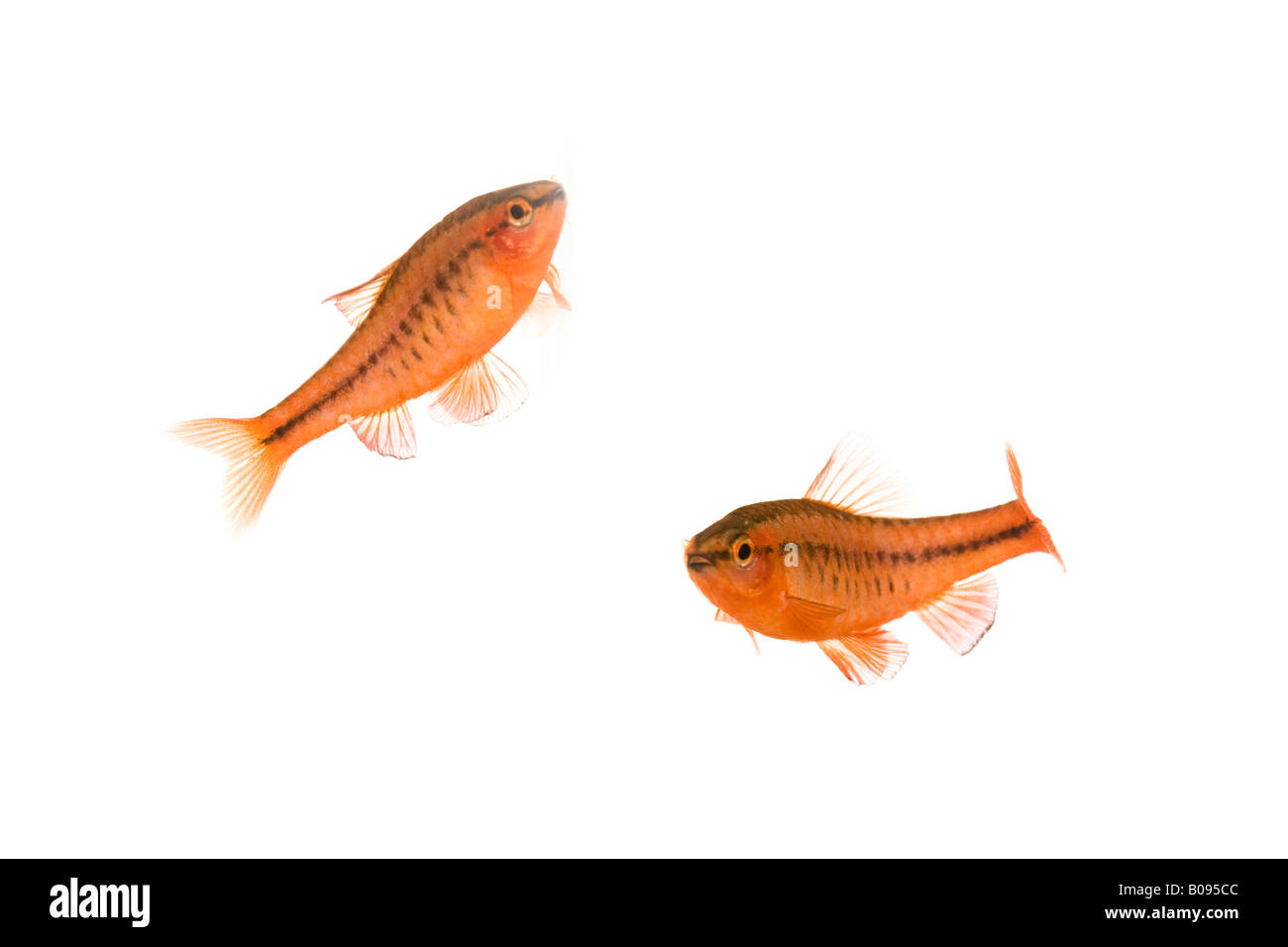 Cherry Barb fish (Puntius titteya) Stock Photo