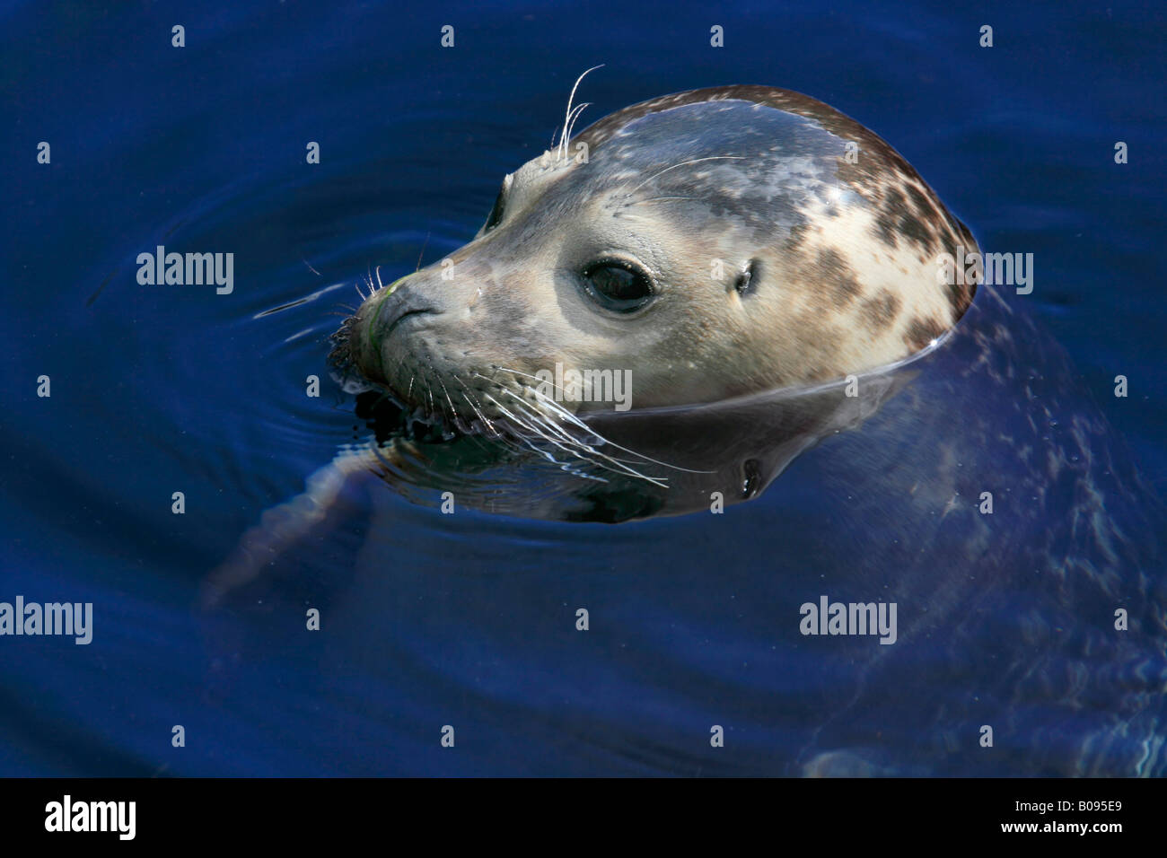 Common or Harbour Seal (Phoca vitulina) poking its head out of the water Stock Photo
