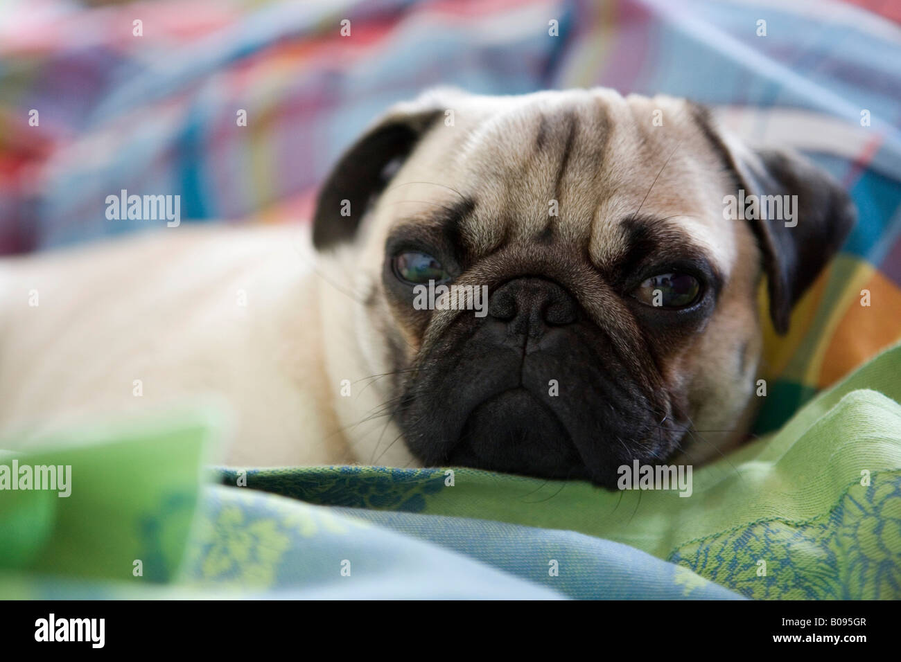 Young pug lying on a blanket Stock Photo
