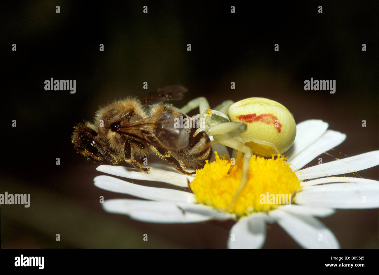 Goldenrod Crab Spider (Misumena vatia) perched on an ox-eye daisy (Leucanthemum vulgare) eating a honey bee (Apis) Stock Photo