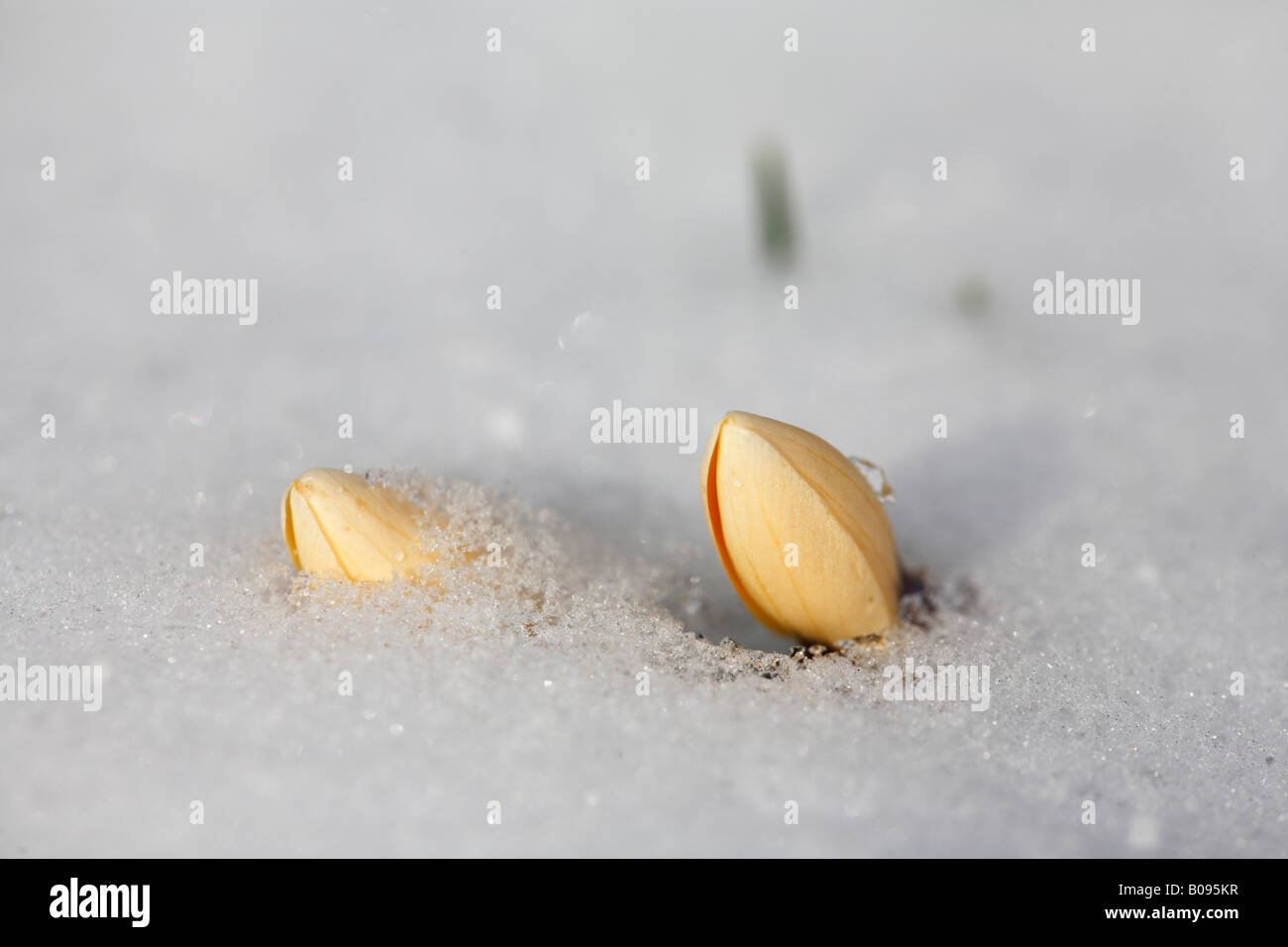Crocus buds peeking through the snow, Germany Stock Photo