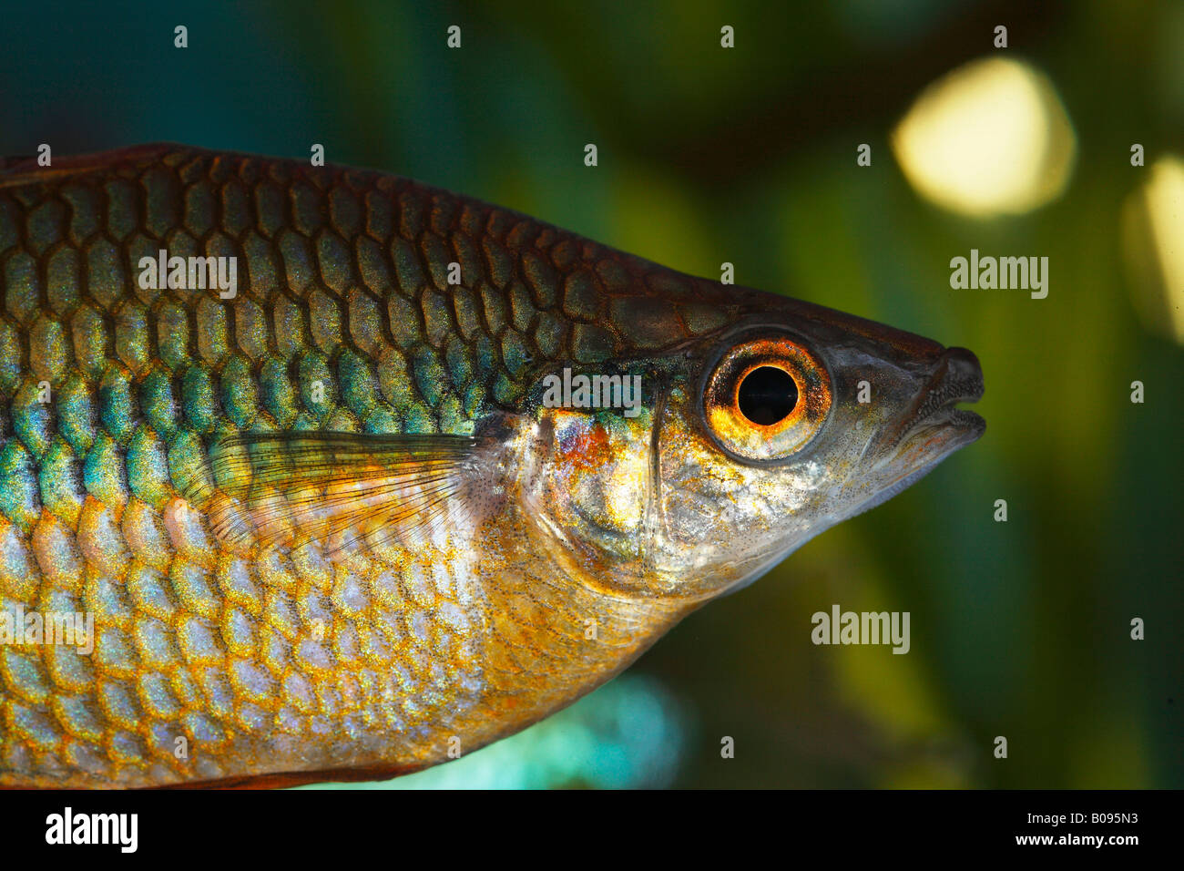 Goyder River - or Banded Rainbow Fish (Melanotaenia trifasciata) native to Australia, warm water, freshwater aquarium Stock Photo