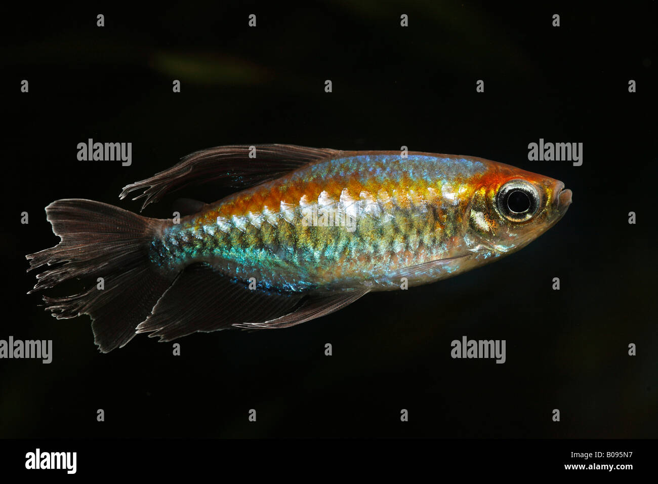 Congo Tetra fish (Phenacogrammus interruptus), male, native to Africa, warm water, freshwater aquarium Stock Photo