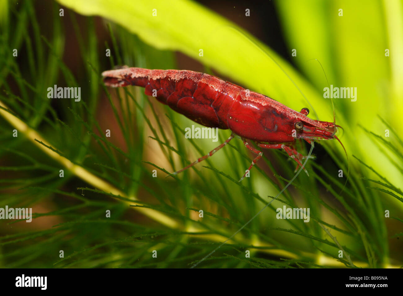 Red Cherry Shrimp (Neocaridina denticulata sinensis var. red) in a freshwater aquarium Stock Photo