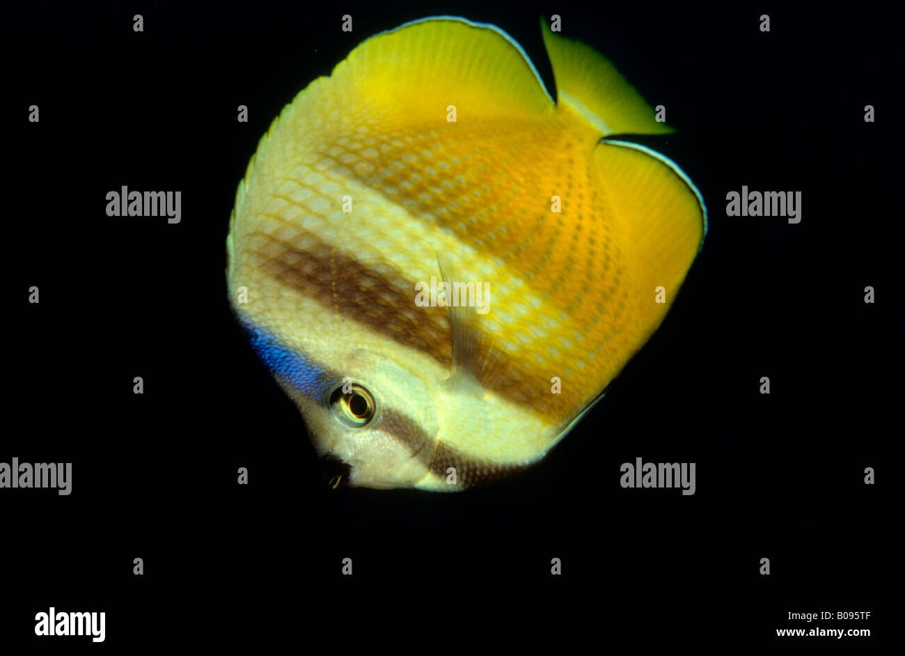 Sunburst - or Klein's Butterflyfish (Chaetodon kleinii) Stock Photo