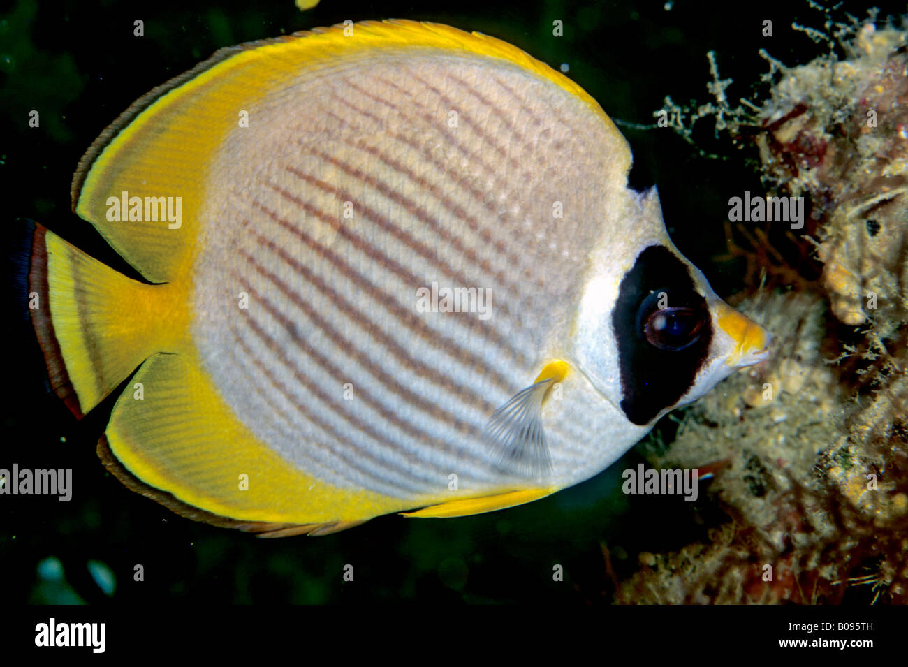 Philippine - or Panda Butterflyfish (Chaetodon adiergastos), Philippines, Asia Stock Photo