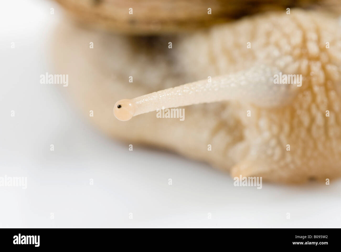 Tentacle, feeler of a Burgundy Snail (Helix pomatia) aka Roman Snail or Edible Snail Stock Photo