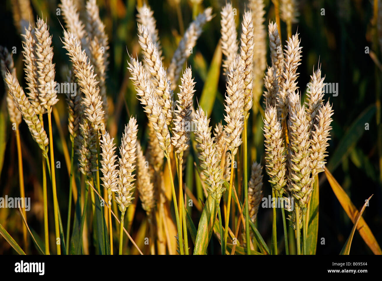 Ears of wheat in a wheat field Stock Photo