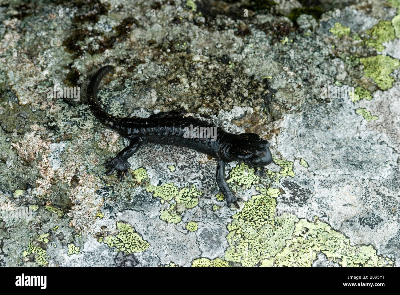 Alpine Salamander (Salamandra atra), Kellerjoch, Tux Alps, Tirol, Austria Stock Photo