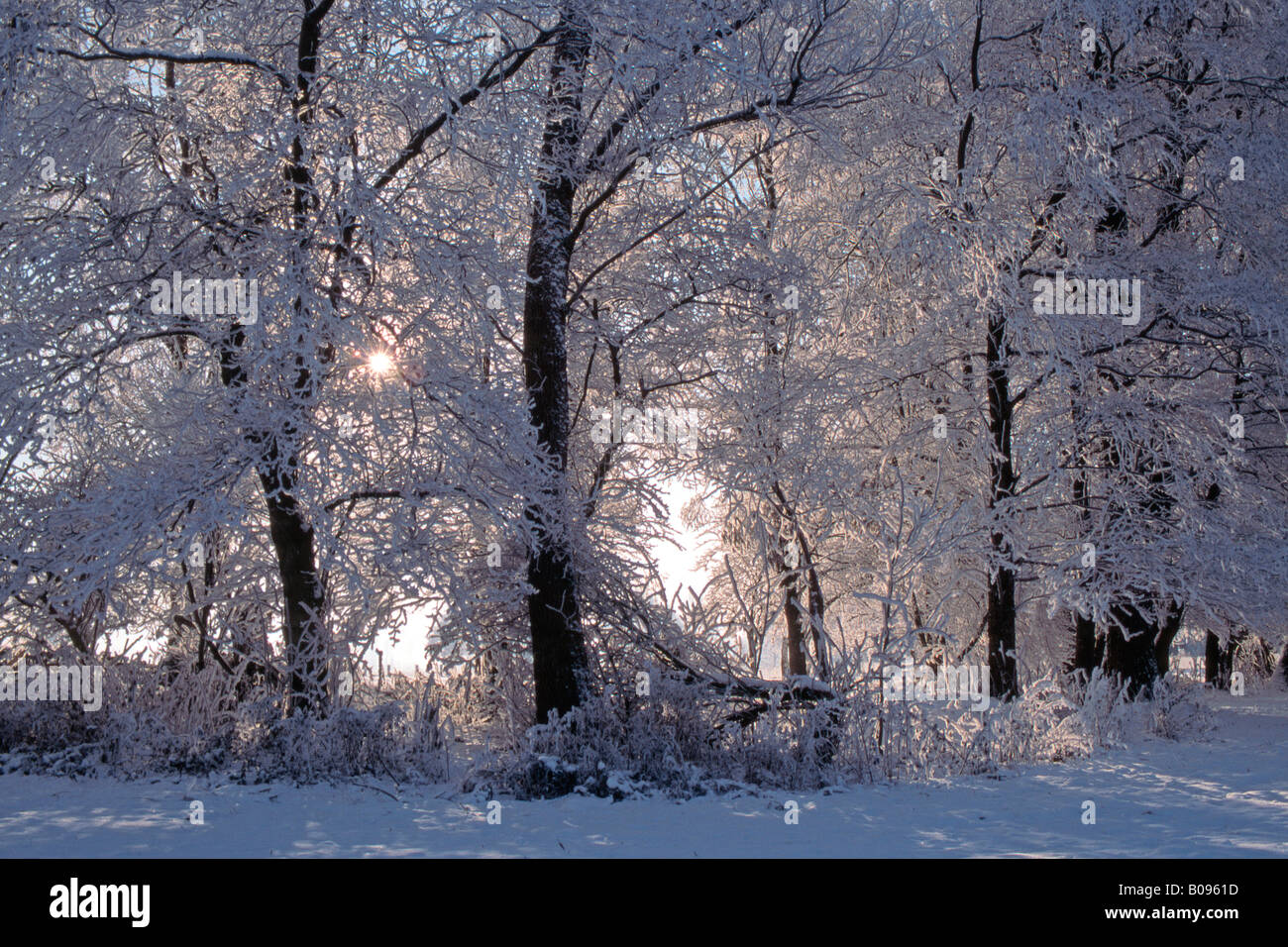 Frost-covered trees, Schlitters, Zillertal, Tirol, Austria Stock Photo