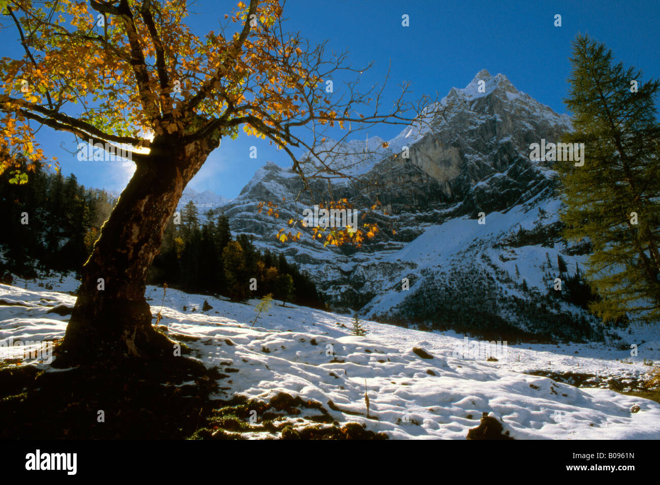 Sycamore Maple (Acer pseudoplatanus) tree, Grosser Ahornboden, Karwendel Range, Tirol, Austria Stock Photo
