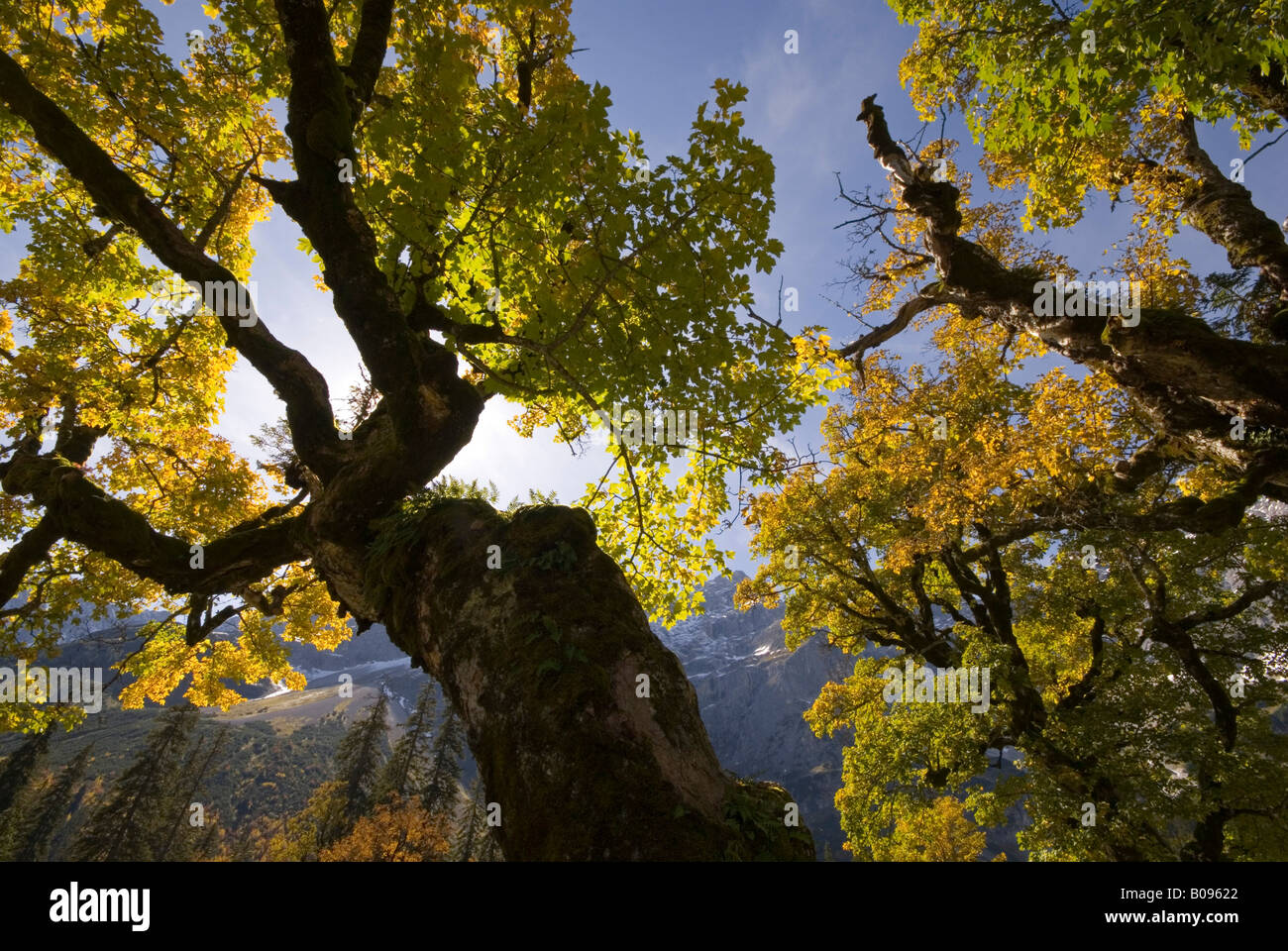 Sycamore Maple (Acer pseudoplatanus) trees, Kleiner Ahornboden, Karwendel Range, Tirol, Austria Stock Photo