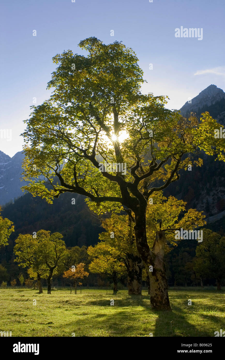 Sycamore Maple (Acer pseudoplatanus), Grosser Ahornboden, Karwendel Range, Tyrol, Austria, Europe Stock Photo