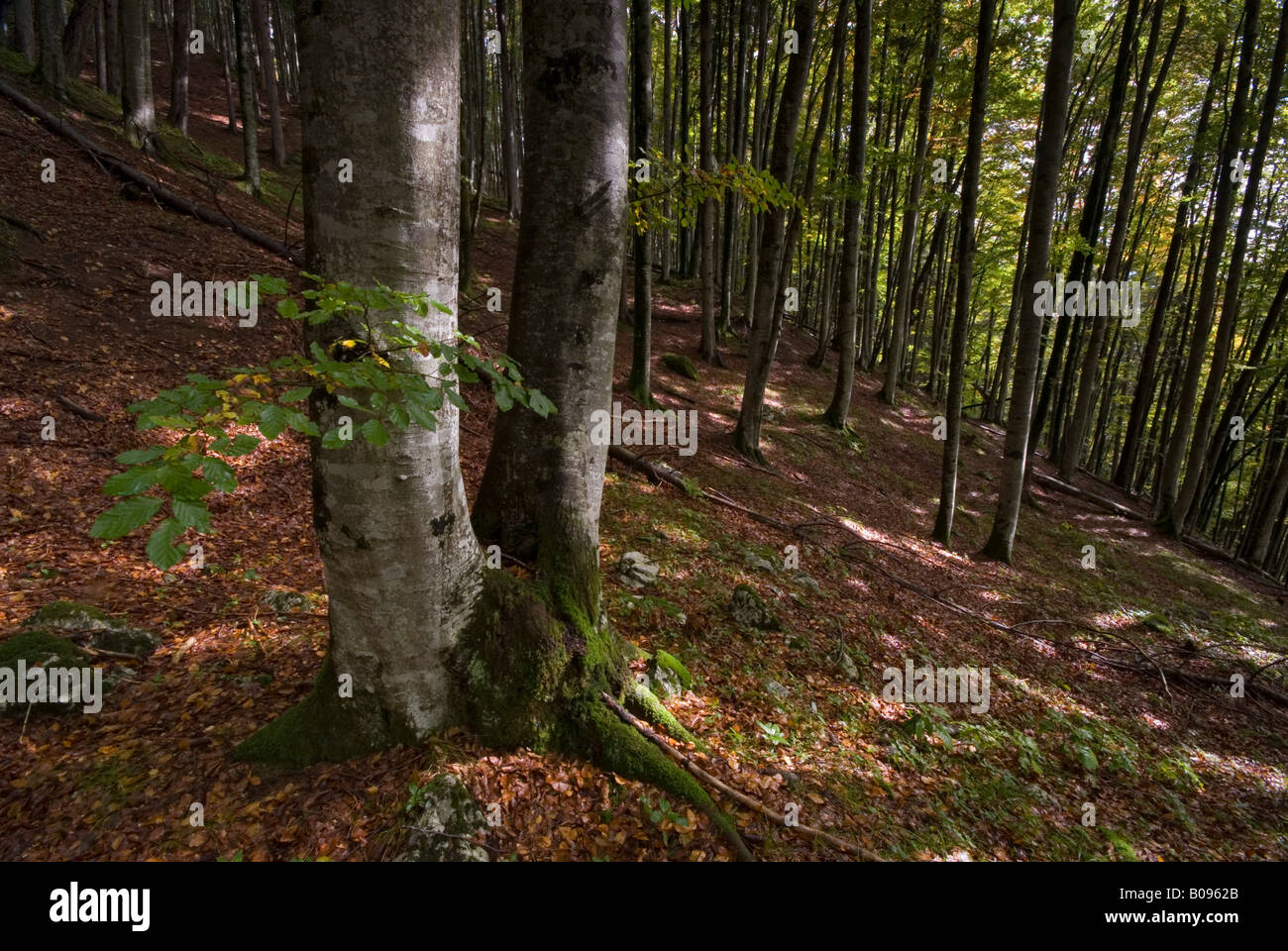 Beech grove (Fagus), Vomperloch, Karwendel Range, Tyrol, Austria, Europe Stock Photo