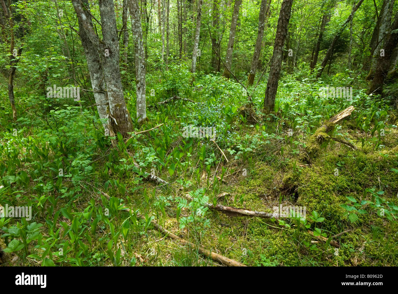 Riparian forest near the Lech River, Martinau, Lechtal, Lech Valley, Tirol, Austria Stock Photo
