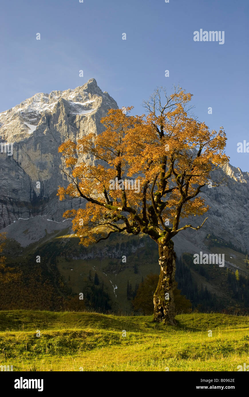 Sycamore Maple (Acer pseudoplatanus) tree, Grosser Ahornboden, Karwendel Range, Tirol, Austria Stock Photo