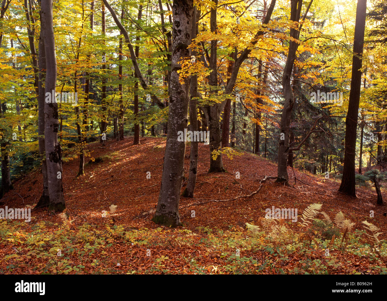 Beech grove (Fagus) in autumn, Bauhof, Vomp, Tyrol, Austria, Europe Stock Photo