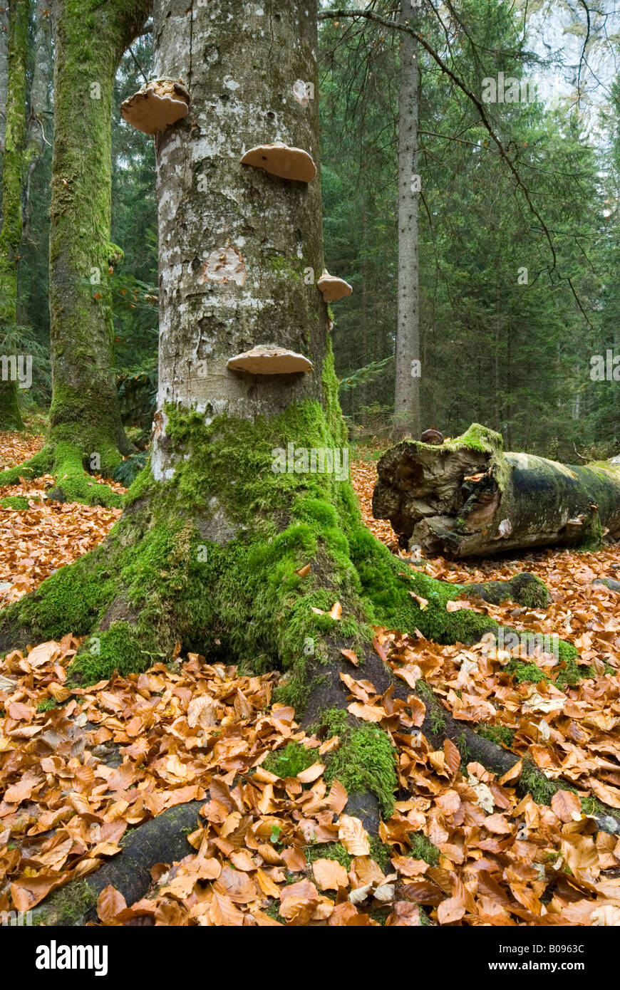 Bracket fungus, tree trunks and autumn leaves on the forest floor, Wimbachgries, Berchtesgaden National Park, Bavaria, Germany Stock Photo