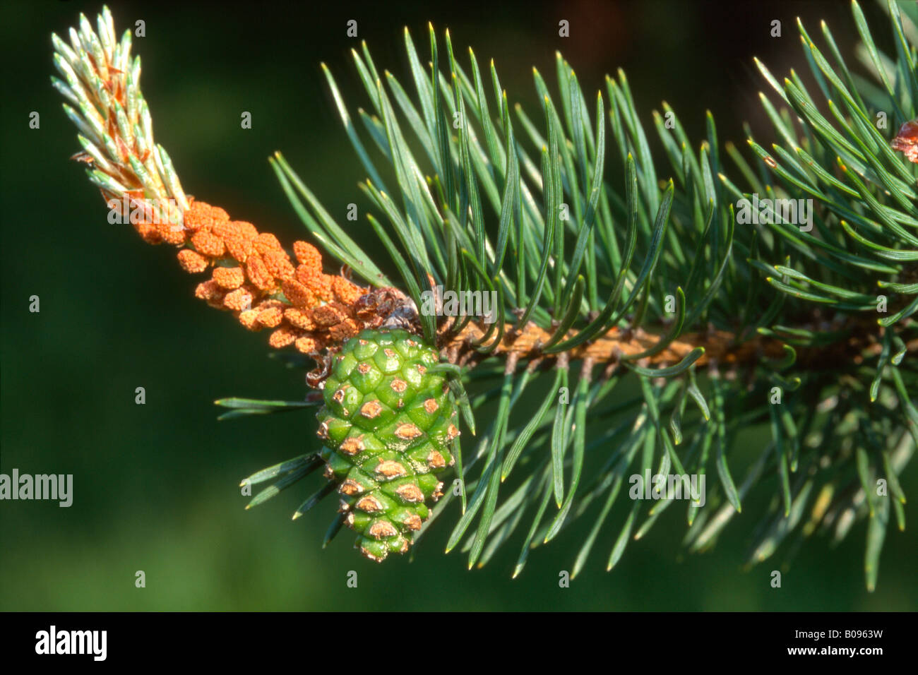 Detail, pine cone, Scots Pine (Pinus sylvestris), Tirol, Austria Stock Photo