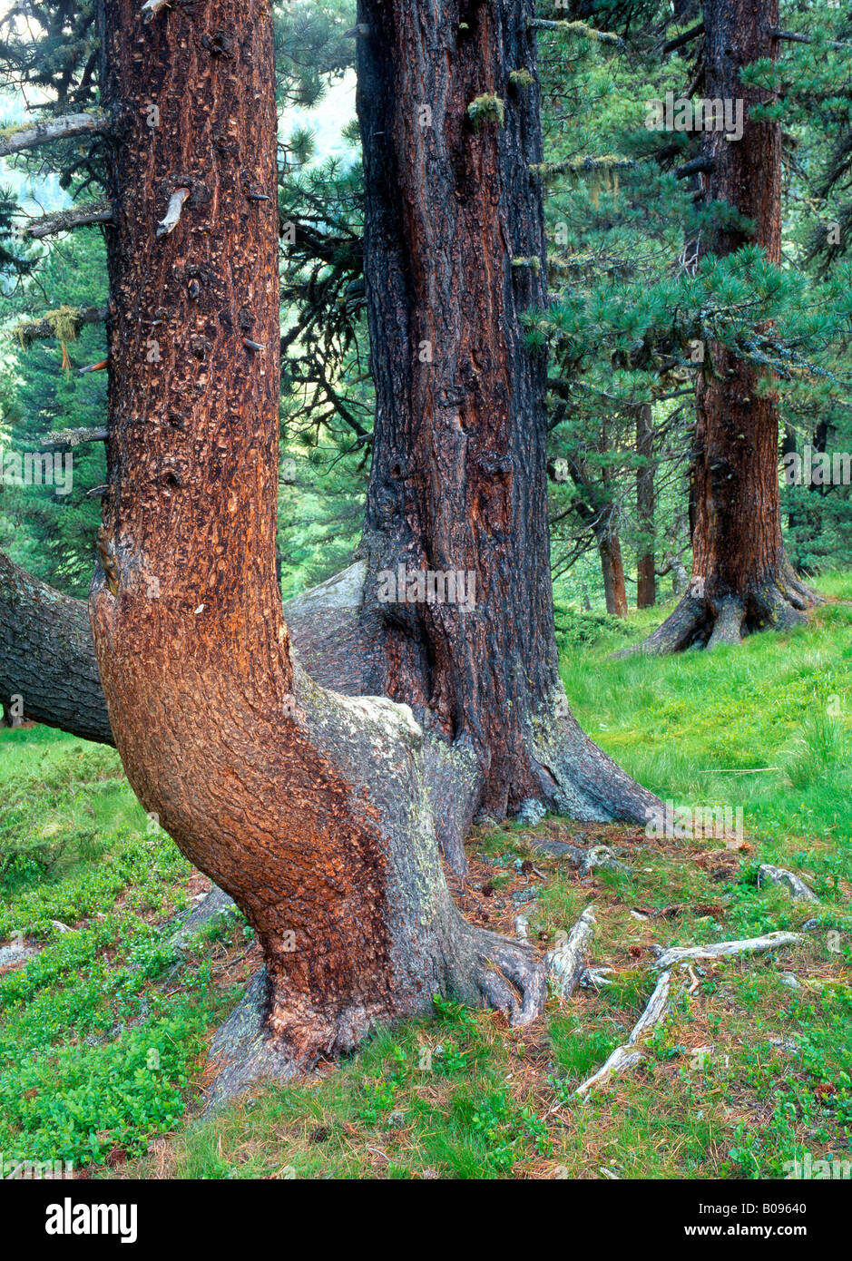 Swiss Pine or Arolla Pine (Pinus cembra), Kaunertal, Tirol, Austria Stock Photo