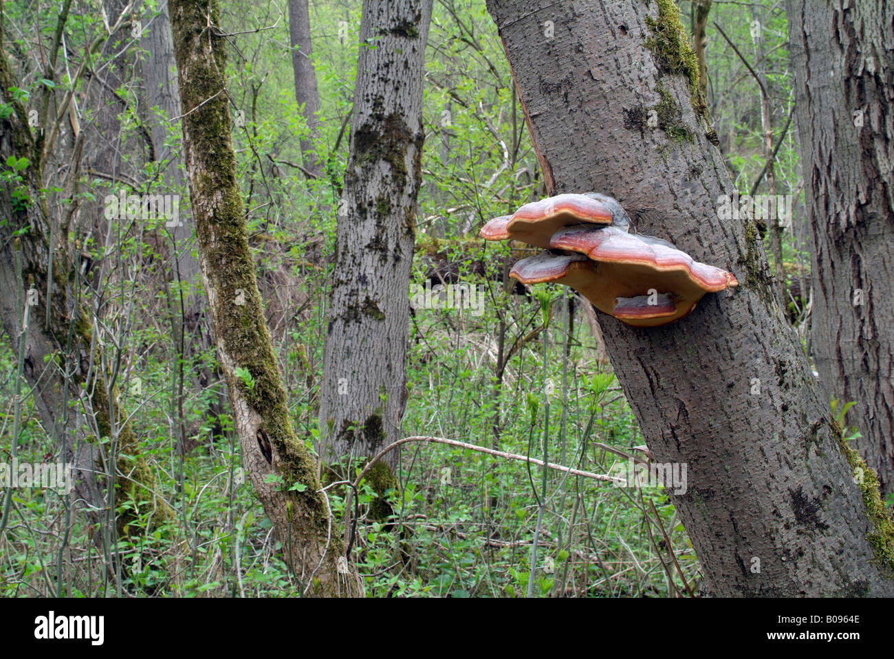 Bracket fungus growing on a tree in a riparian forest, Tratzberg, Stans, Tirol, Austria Stock Photo
