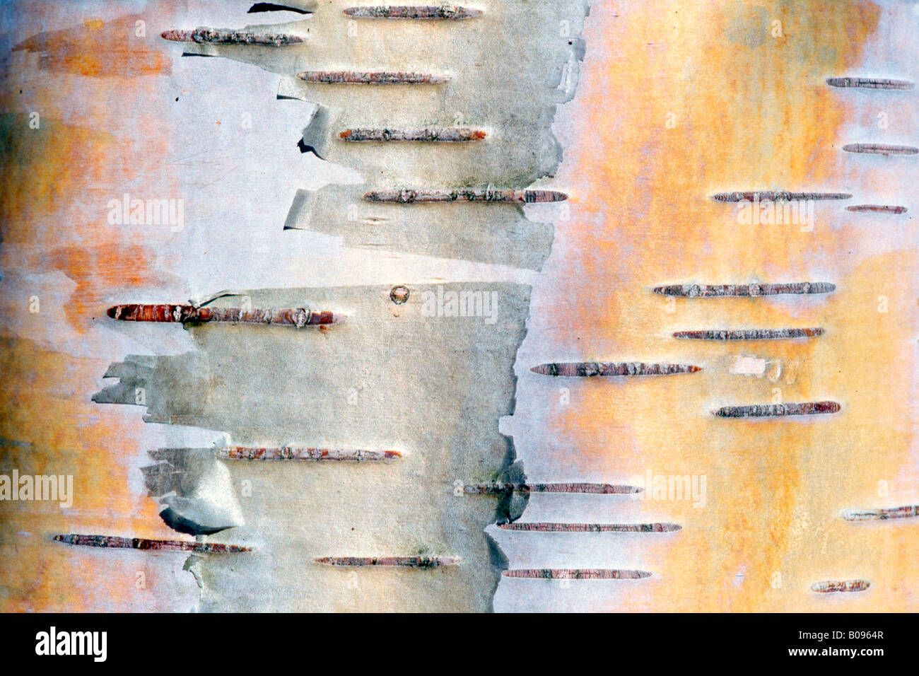 Birch bark (Betula), Tirol, Austria Stock Photo