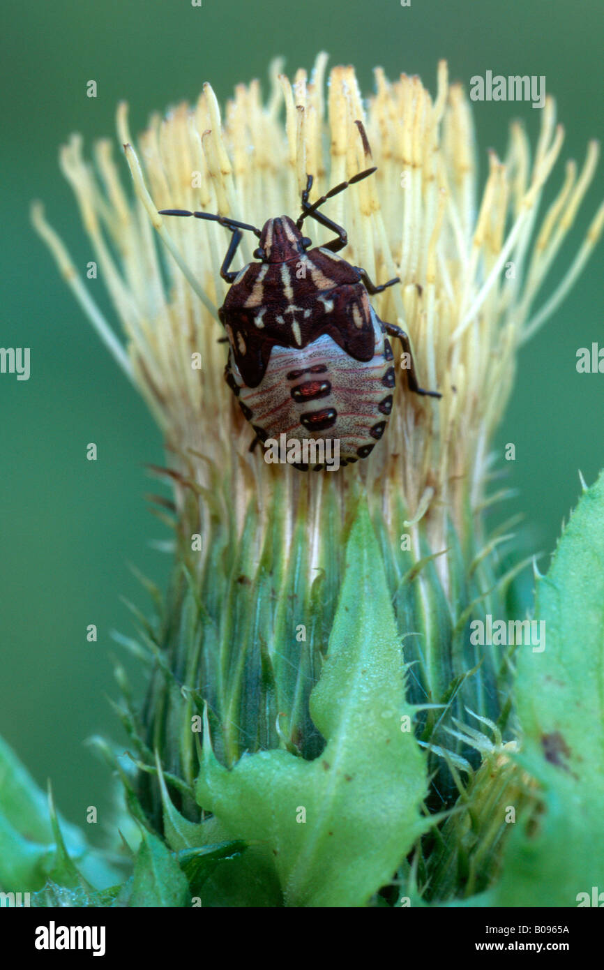 Shield Bug larva (Pentatomidae), Woergl, Tyrol, Austria, Europe Stock Photo