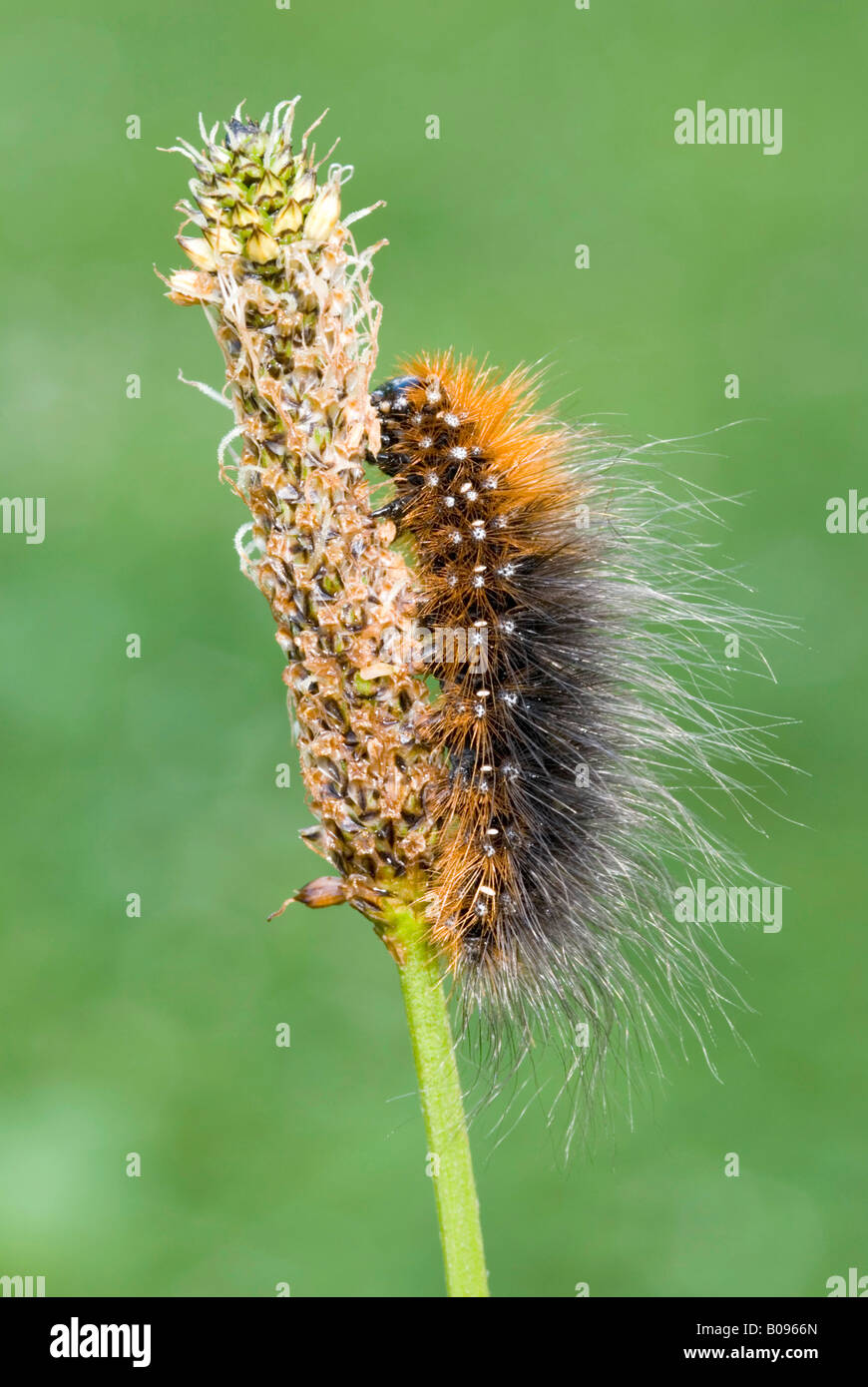 Garden Tiger Moth caterpillar (Arctia caja), Kramsach, Tyrol, Austria, Europe Stock Photo