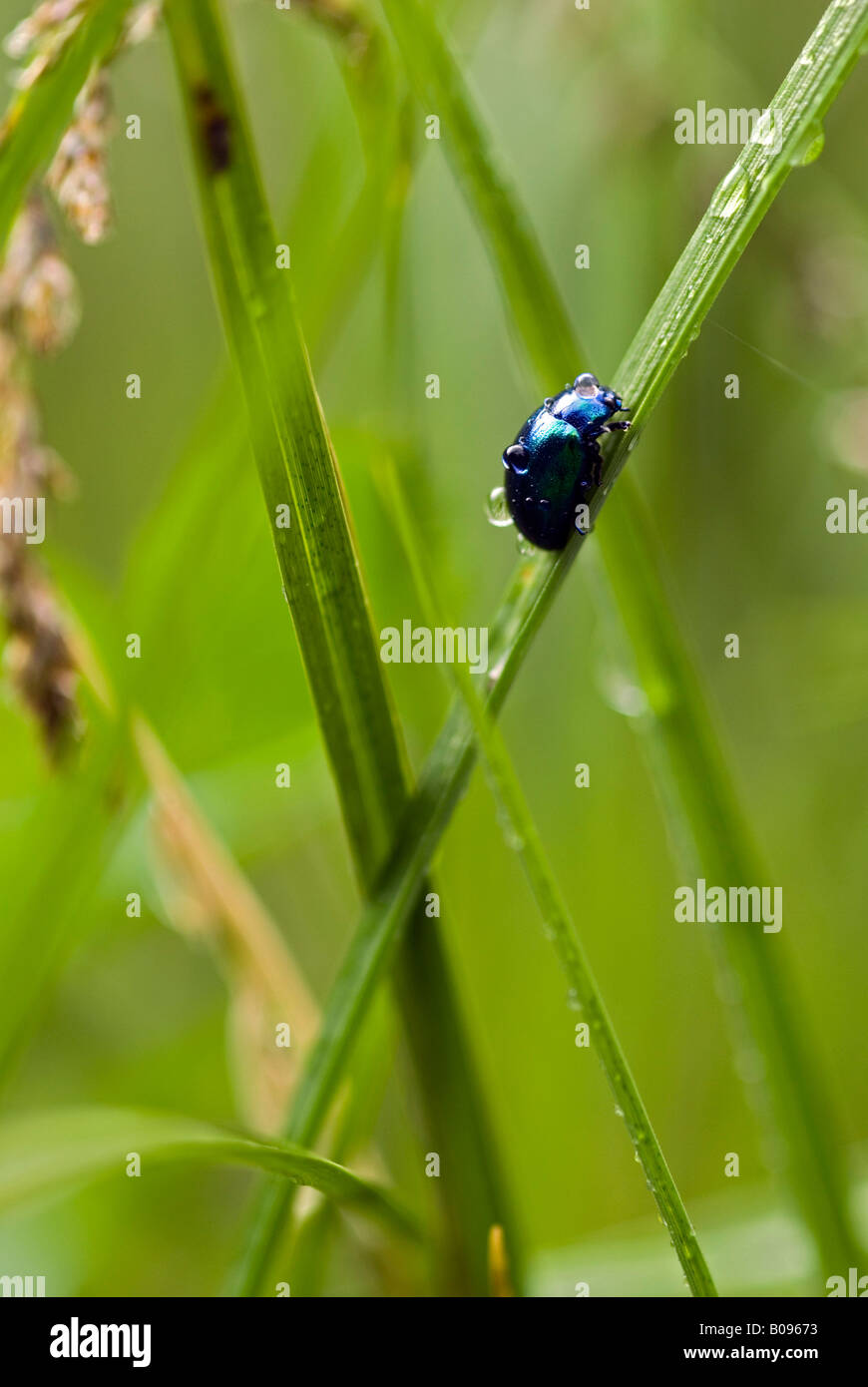 Imported Willow Leaf Beetle (Plagiodera versicolora), Riedener See, Lechtal, Tyrol, Austria, Europe Stock Photo
