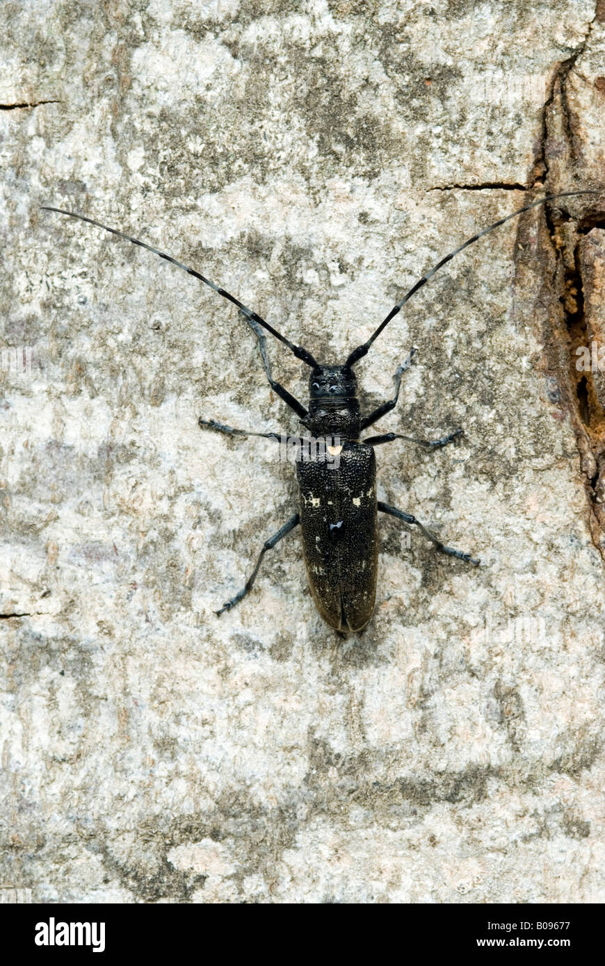 Capricorn Beetle (Cerambyx scopolii), Schwaz, Tyrol, Austria, Europe Stock Photo