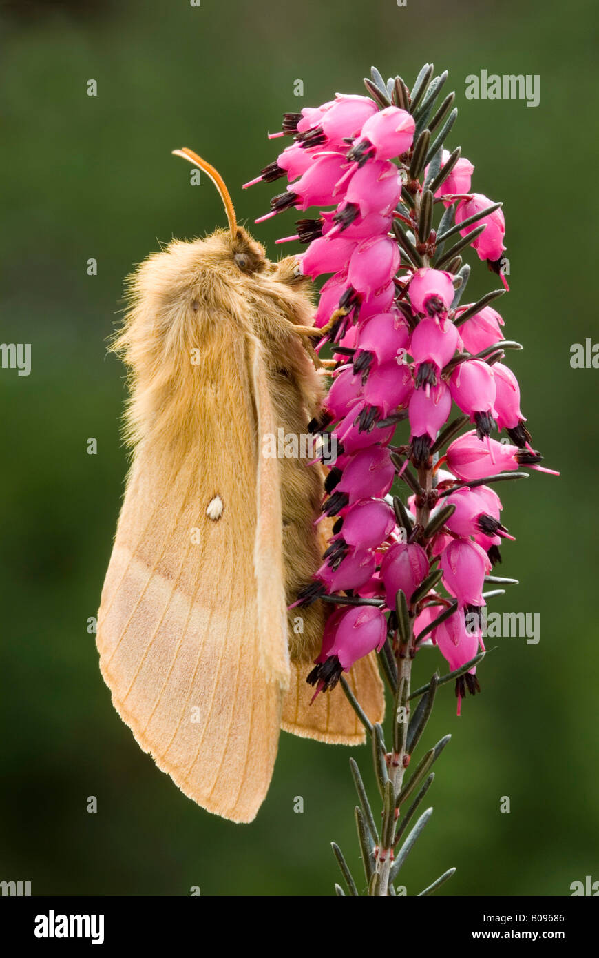 Oak Eggar (Lasiocampa quercus), Schwaz, Tyrol, Austria, Europe Stock Photo