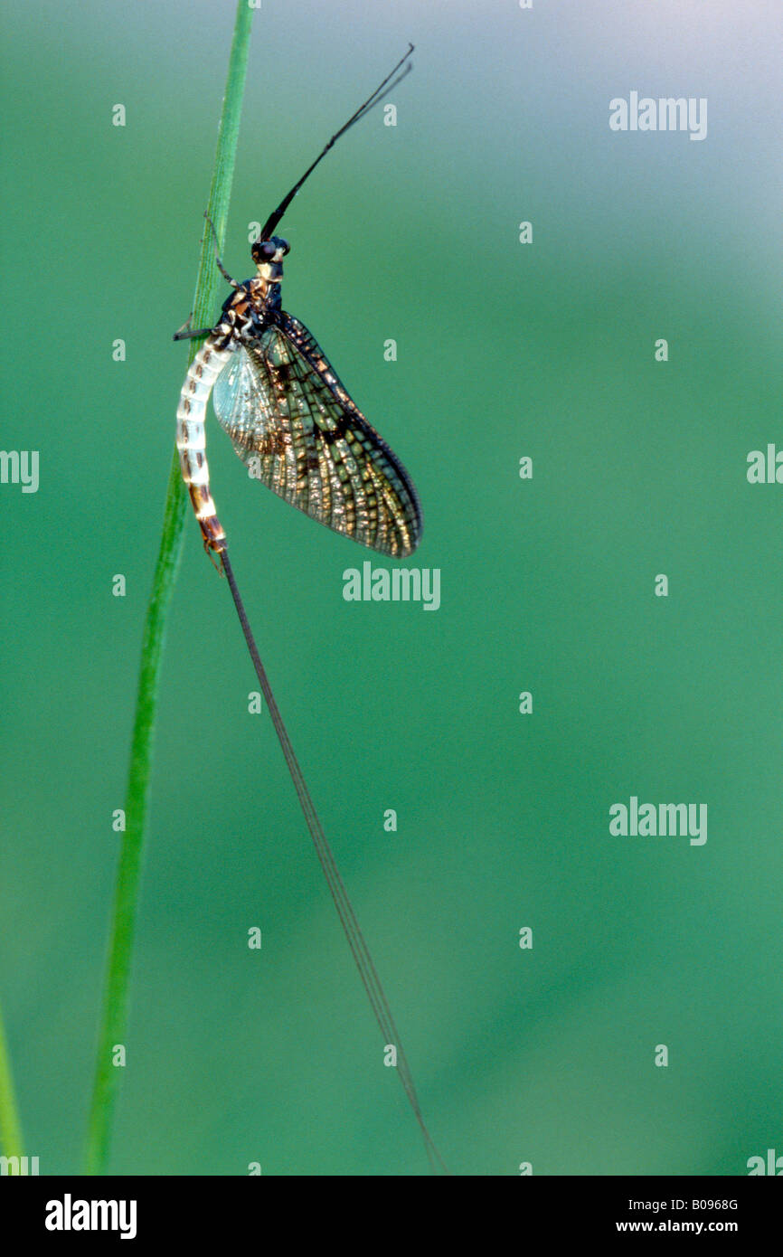 Green Drake Mayfly, Dayfly (Ephemera danica), Tauber Giessen, Germany, Europe Stock Photo