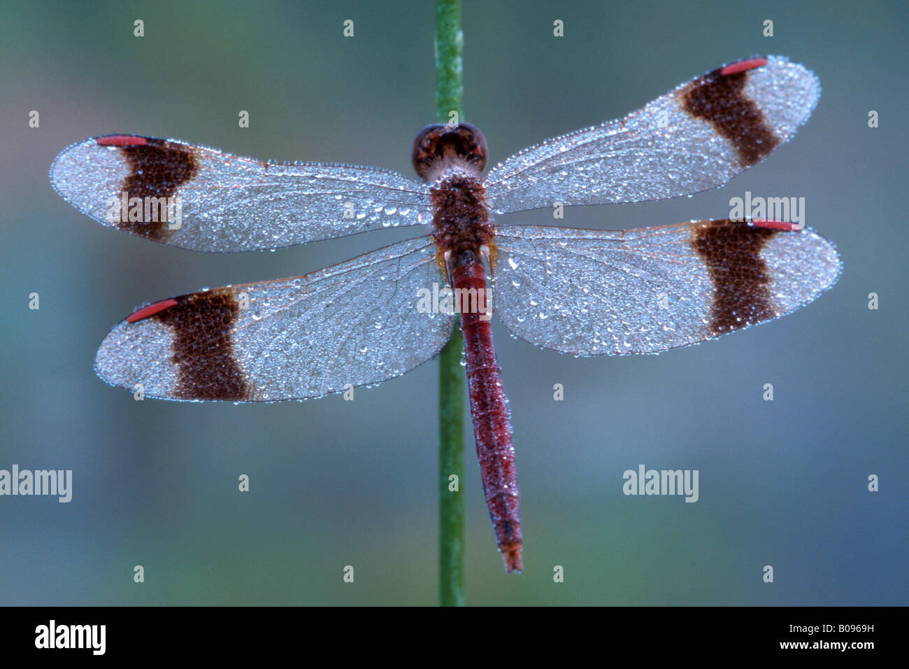 Banded Darter dragonfly (Sympetrum pedemontanum) covered in dewdrops, Filz, Woergl, North Tirol, Austria Stock Photo