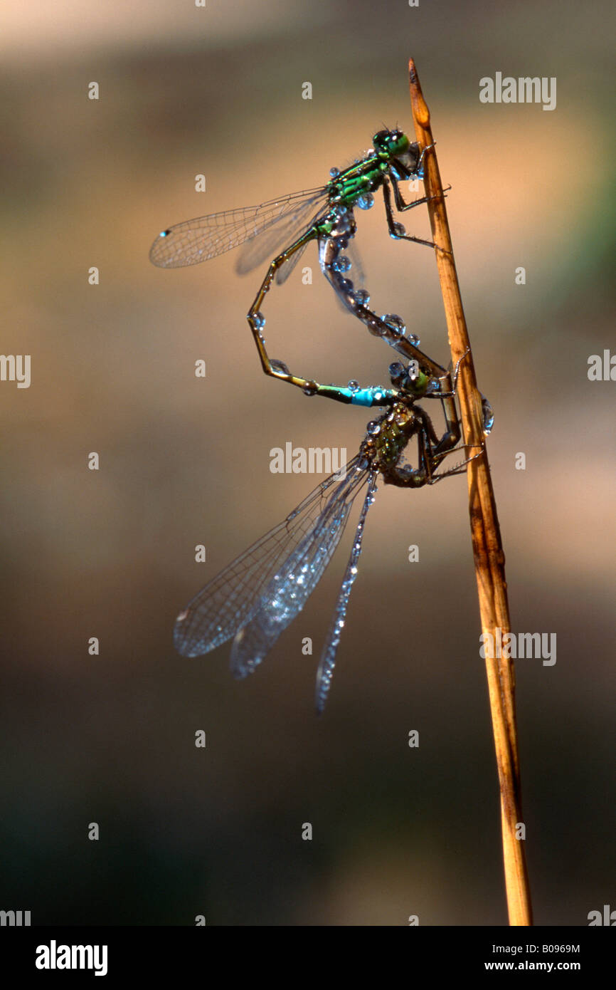 Damselflies And Dragonflies High Resolution Stock Photography and ...