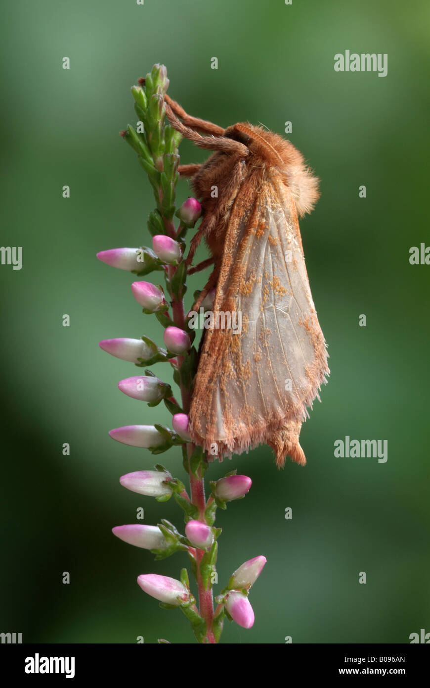 Drinker Moth, Snout Moth (Philudoria potatoria), Schwaz, Tirol, Austria Stock Photo