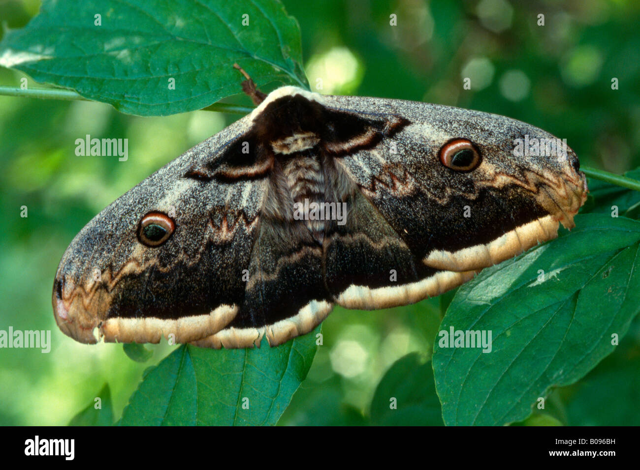 Giant Peacock Moth or Great Emperor Moth (Saturnia pyri) Stock Photo