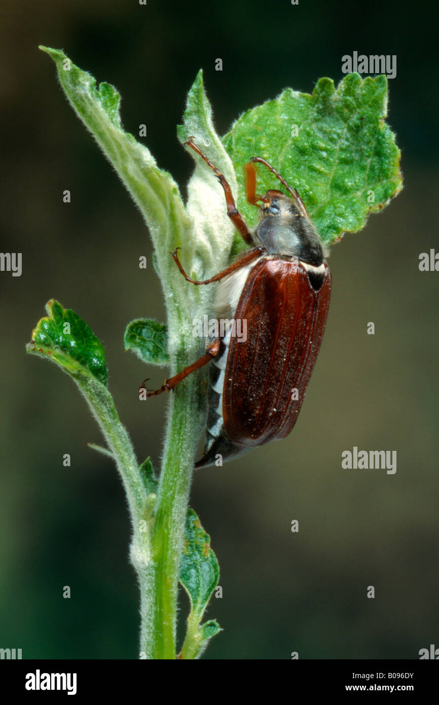 Common Cockchafer or May Bug (Melolontha melolontha), Schwaz, Tirol, Austria Stock Photo