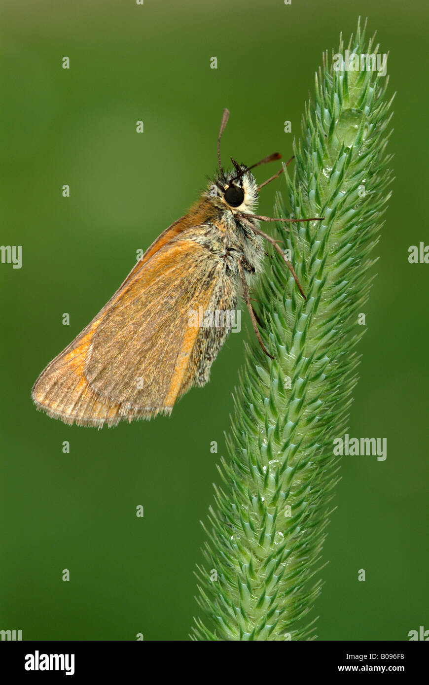 Small Skipper butterfly (Thymelicus sylvestris), Angerberg, Tirol, Austria Stock Photo