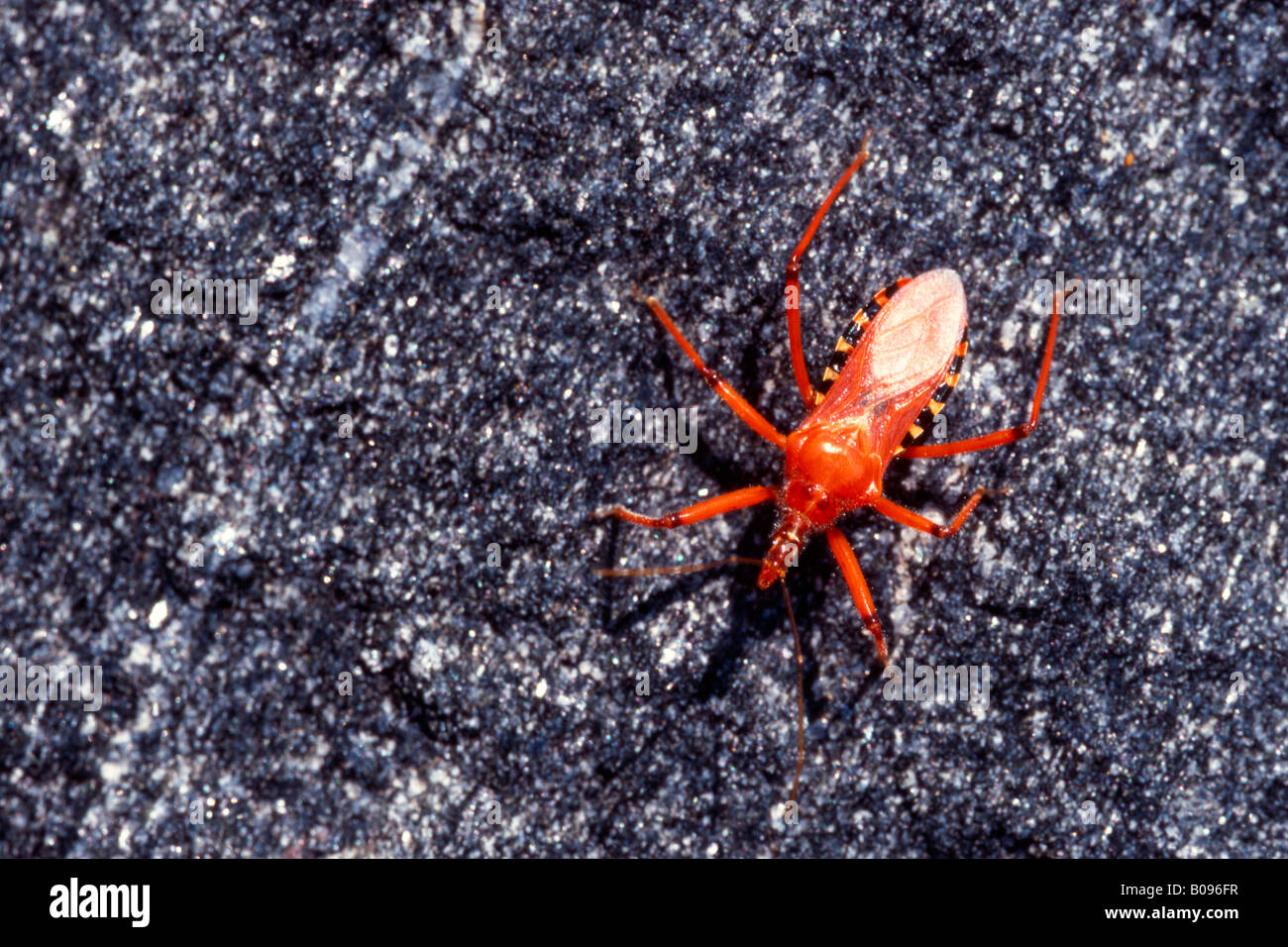 Red Assassin Bug (Rhynocoris iracundus) Stock Photo