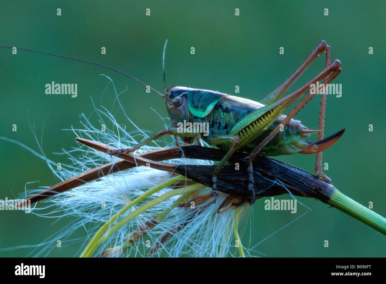 Roesel's Bush-cricket (Metrioptera roeseli) perched on a blossom, Tirol, Austria Stock Photo