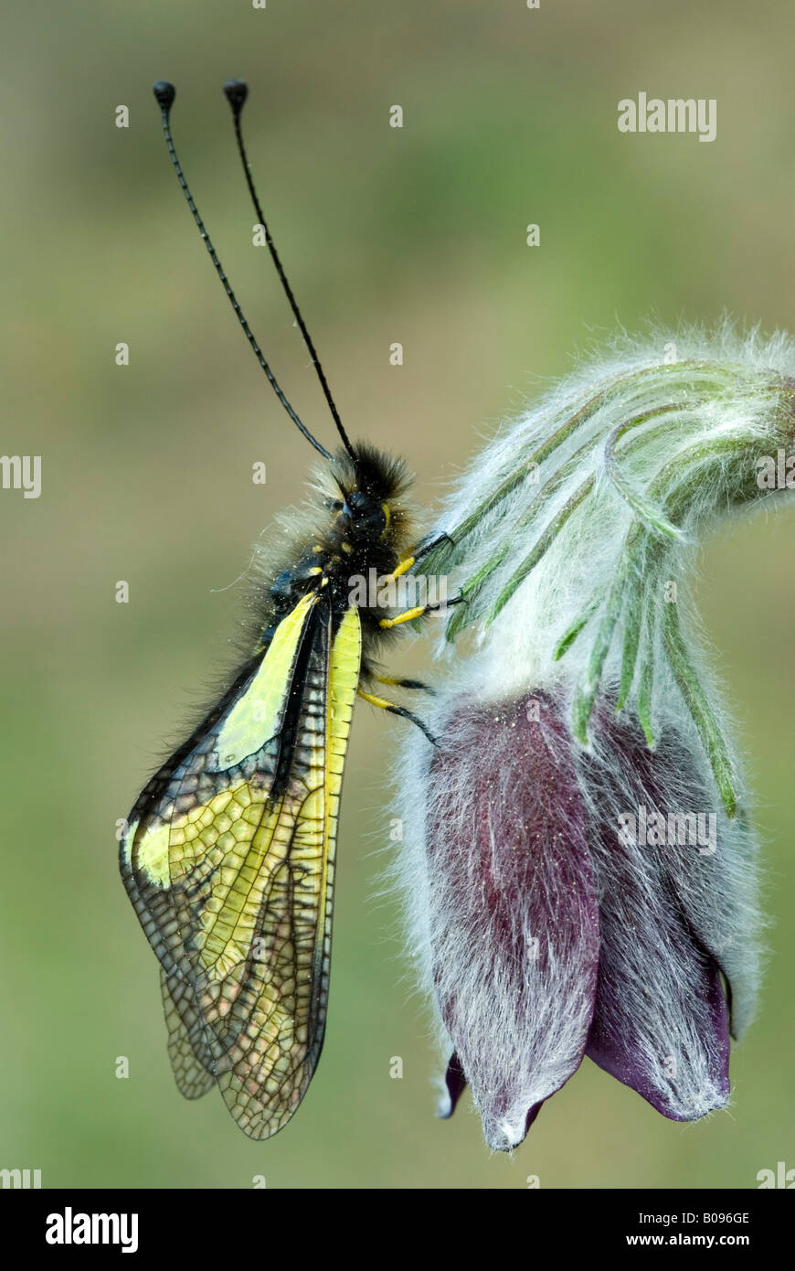 Owlfly (Libelloides coccajus) perched in a flower, Feldthurns, Bolzano-Bozen, Italy Stock Photo