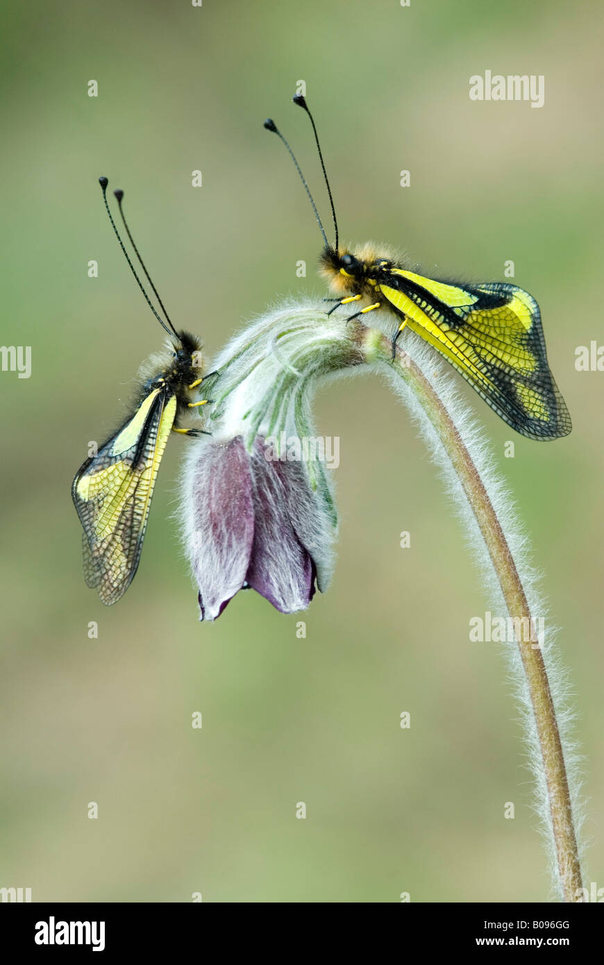 Pair of Owlflies (Libelloides coccajus) perched in a flower, Feldthurns, Bolzano-Bozen, Italy Stock Photo