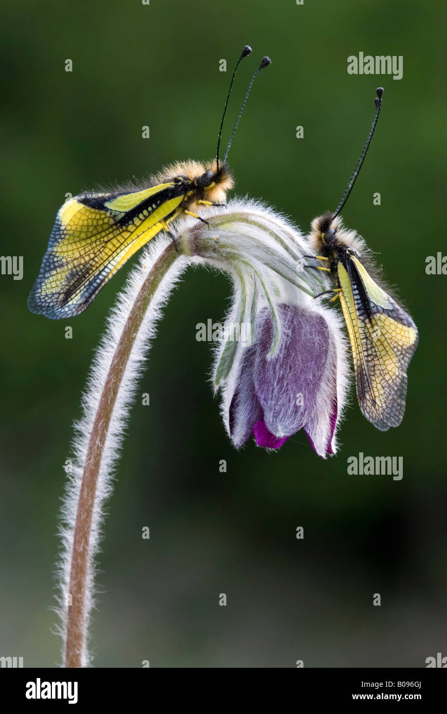 Pair of Owlflies (Libelloides coccajus) perched in a flower, Feldthurns, Bolzano-Bozen, Italy Stock Photo