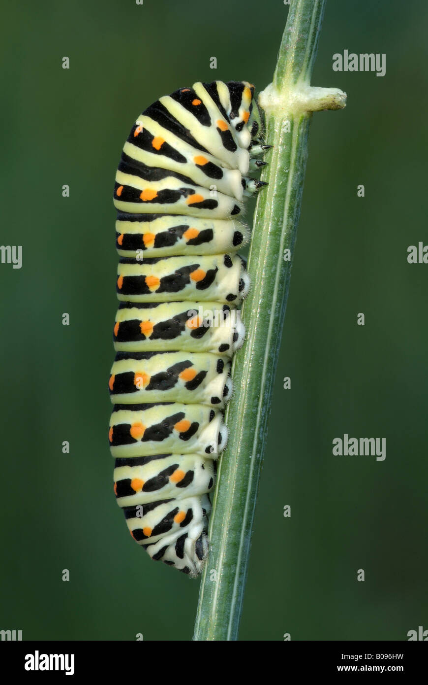 Old World Swallowtail or Common Yellow Swallowtail caterpillar (Papilio machaon), Schwaz, Tirol, Austria Stock Photo