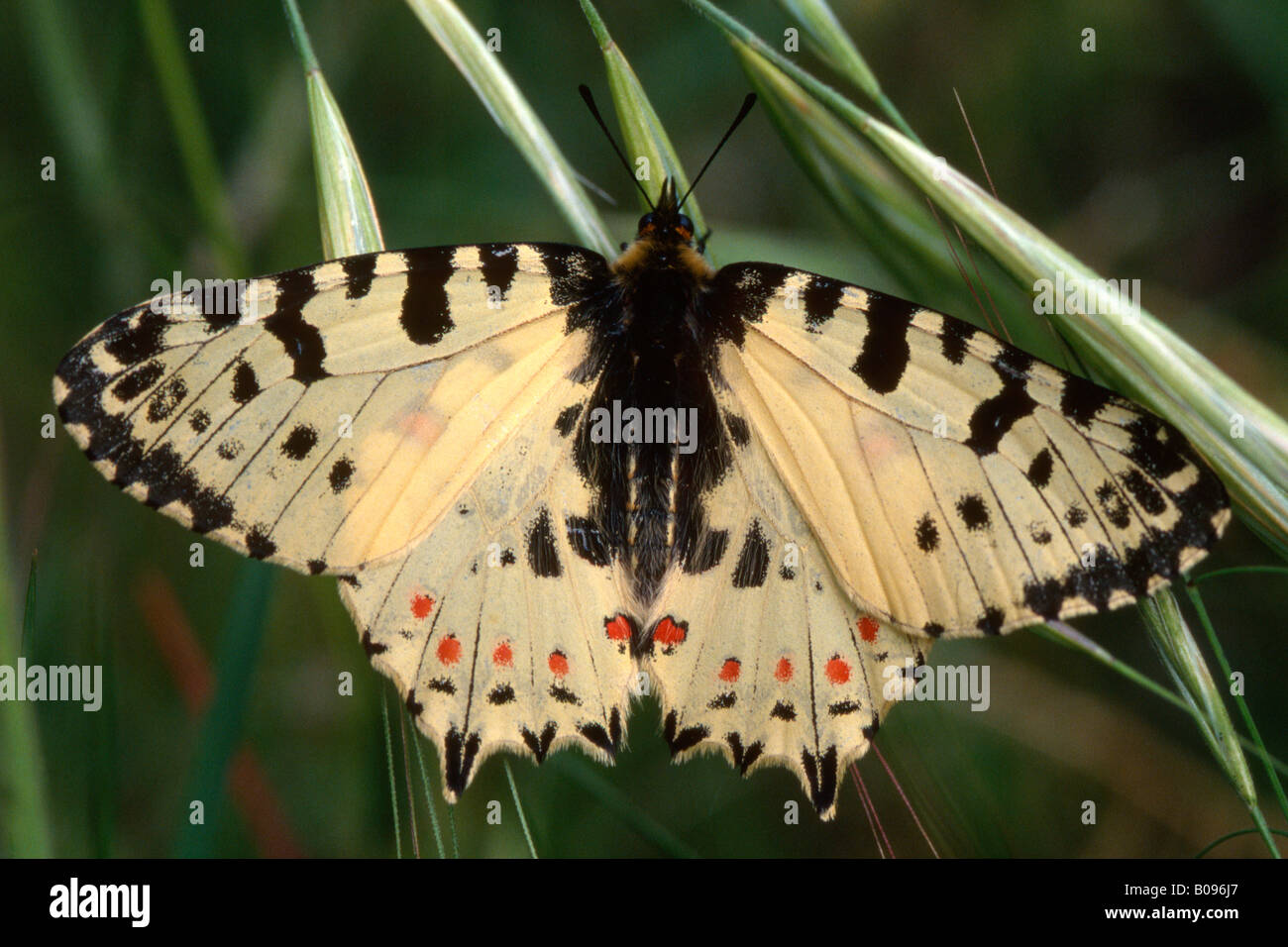 Spanish Festoon butterfly (Zerynthia rumina) Stock Photo
