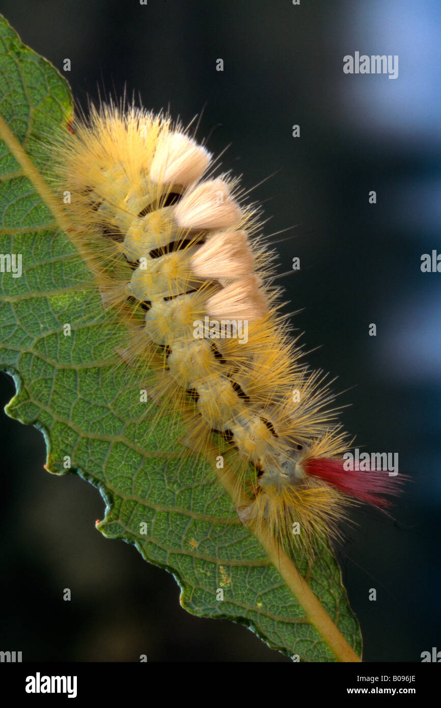 Pale Tussock Moth caterpillar (Dasychira pudibunda), North Tirol, Austria Stock Photo