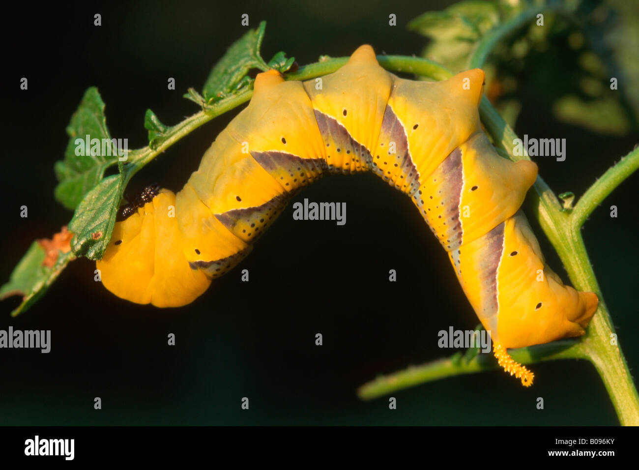 Death's-head Hawkmoth caterpillar (Acherontia atropos), Schwaz, North Tirol, Austria Stock Photo