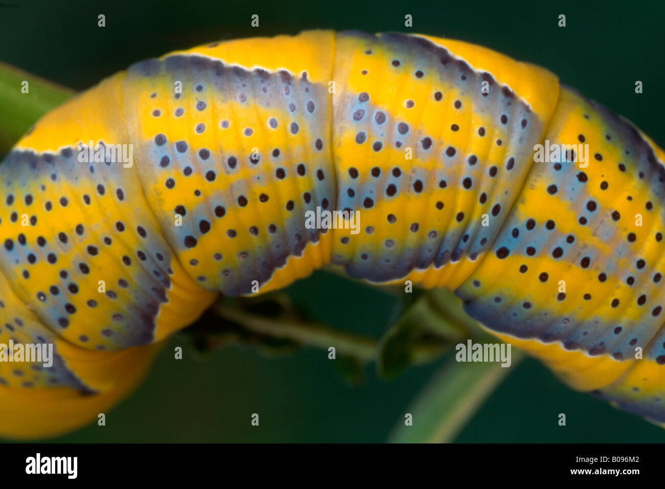 Death's-head Hawkmoth caterpillar (Acherontia atropos), Schwaz, North Tirol, Austria Stock Photo