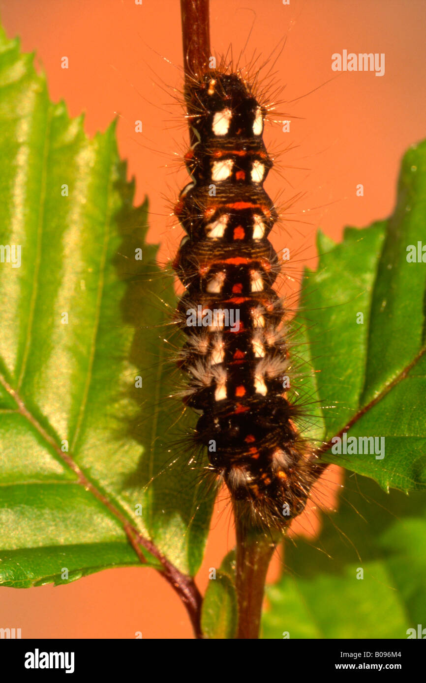 Yellow-tail Moth caterpillar (Euprochis similis), Tirol, Austria Stock Photo