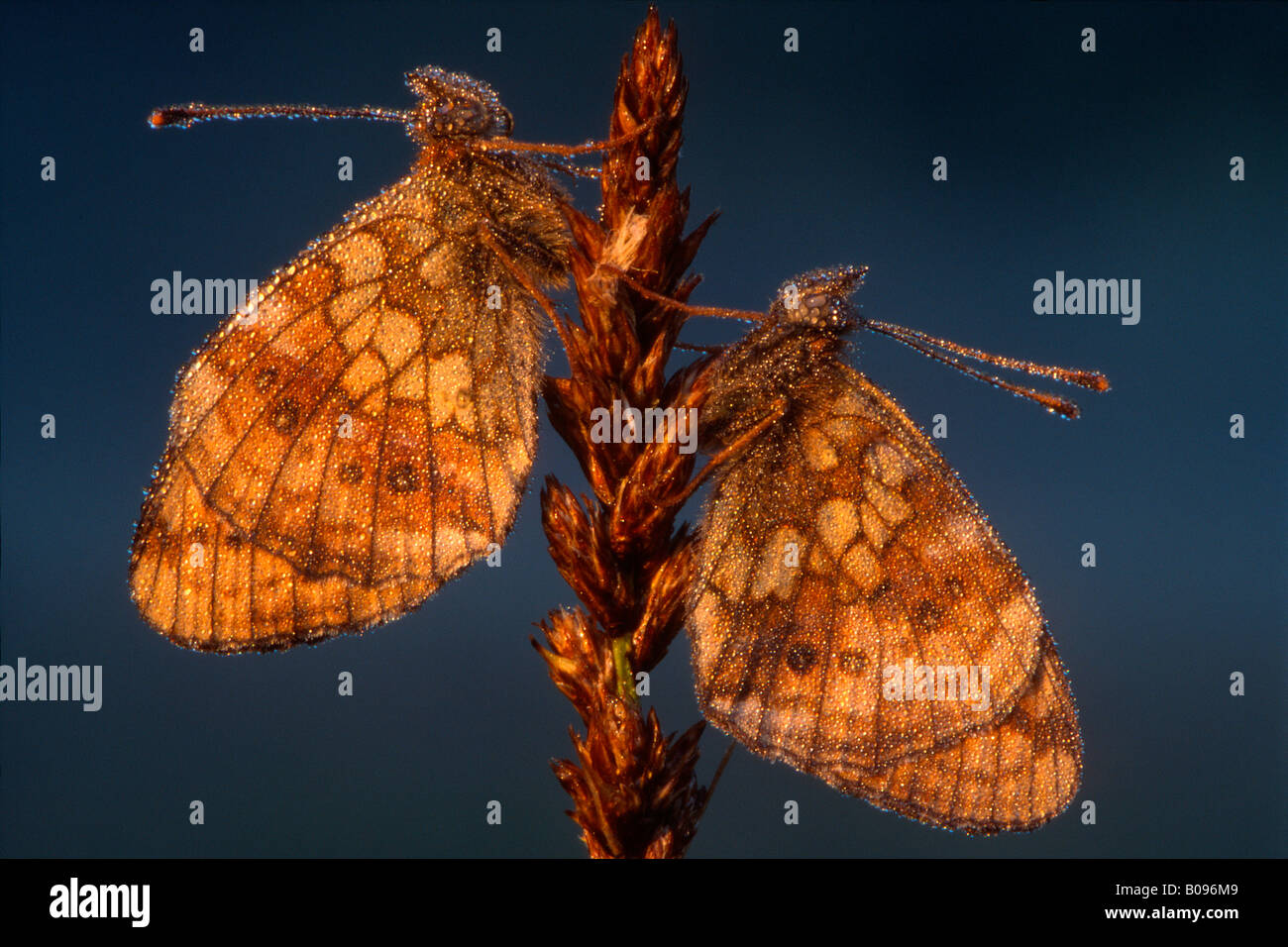 A pair of Lesser Marbled Fritillaries (Brenthis ino), Kramsach, Tirol, Austria Stock Photo